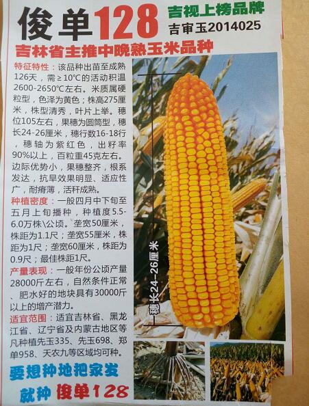 俊单128玉米种子大面积品种 图们农资社高产晚熟玉米种子