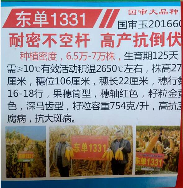 图们玉米种子供应商家 农业米种子东单1331出售