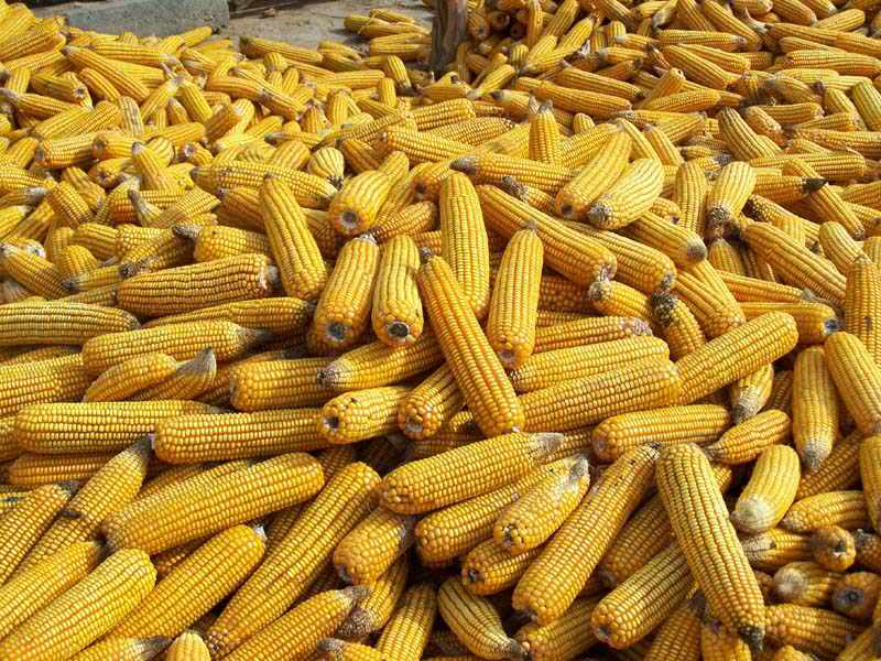 东宁厂家直销营养杂粮散装玉米 **无色素添加剂黄玉米