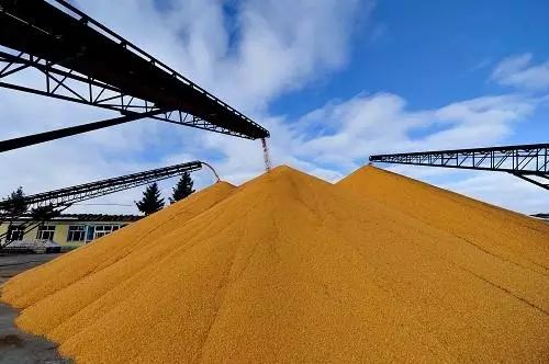 宁安厂家大量现货玉米订购 农家特产玉米粒大量货源