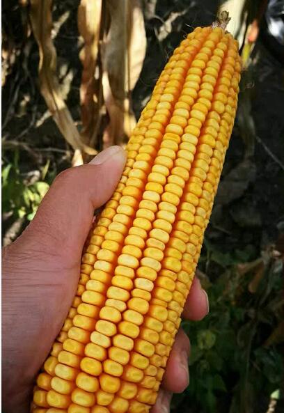 正宗东北**玉米种植销售 宁安合作社供应优质玉米粒