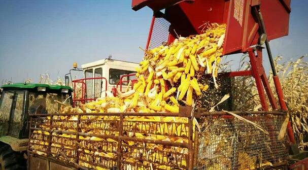 宁安种植合作社供应绿色无添加玉米 热销健康粗粮玉米量大优惠
