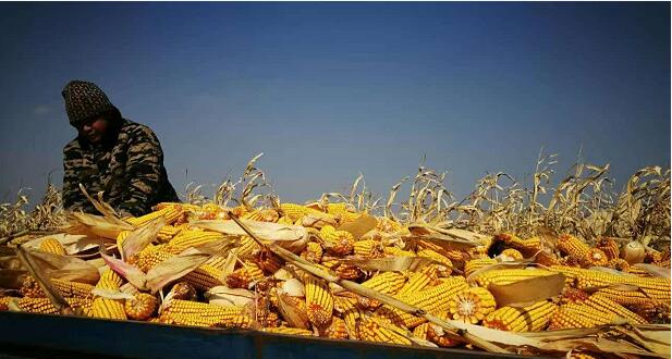 宁安好货货源东北一级玉米 种植合作社农业玉米出售