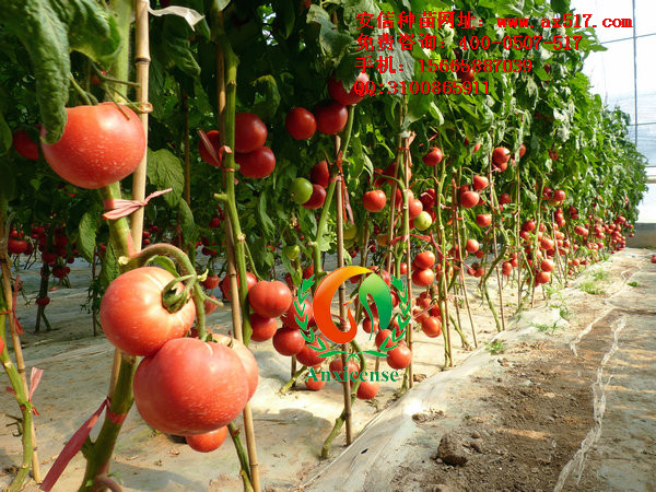 当下较受种植大户喜欢的西红柿苗 就选安信种苗