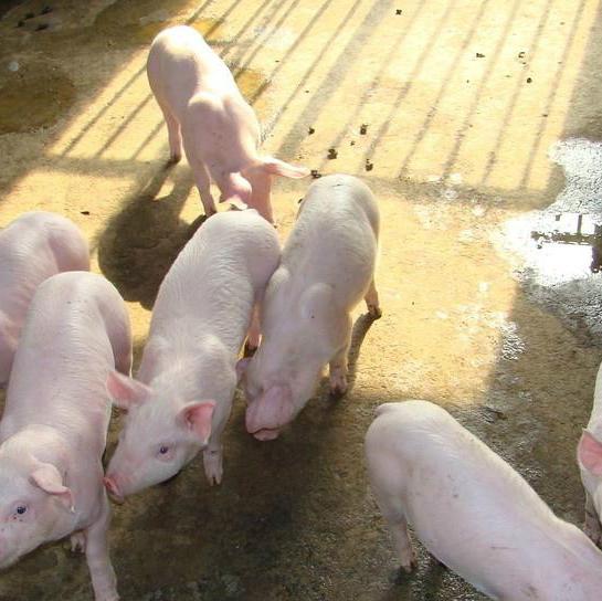 **的山东三元小猪便宜 养猪场20斤报价是多少