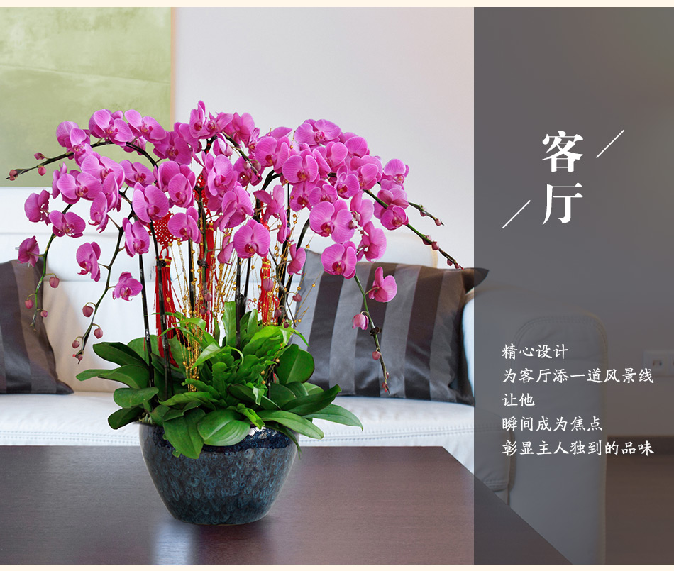 武汉大型的绿植盆栽园艺公司，武汉大型花卉公司
