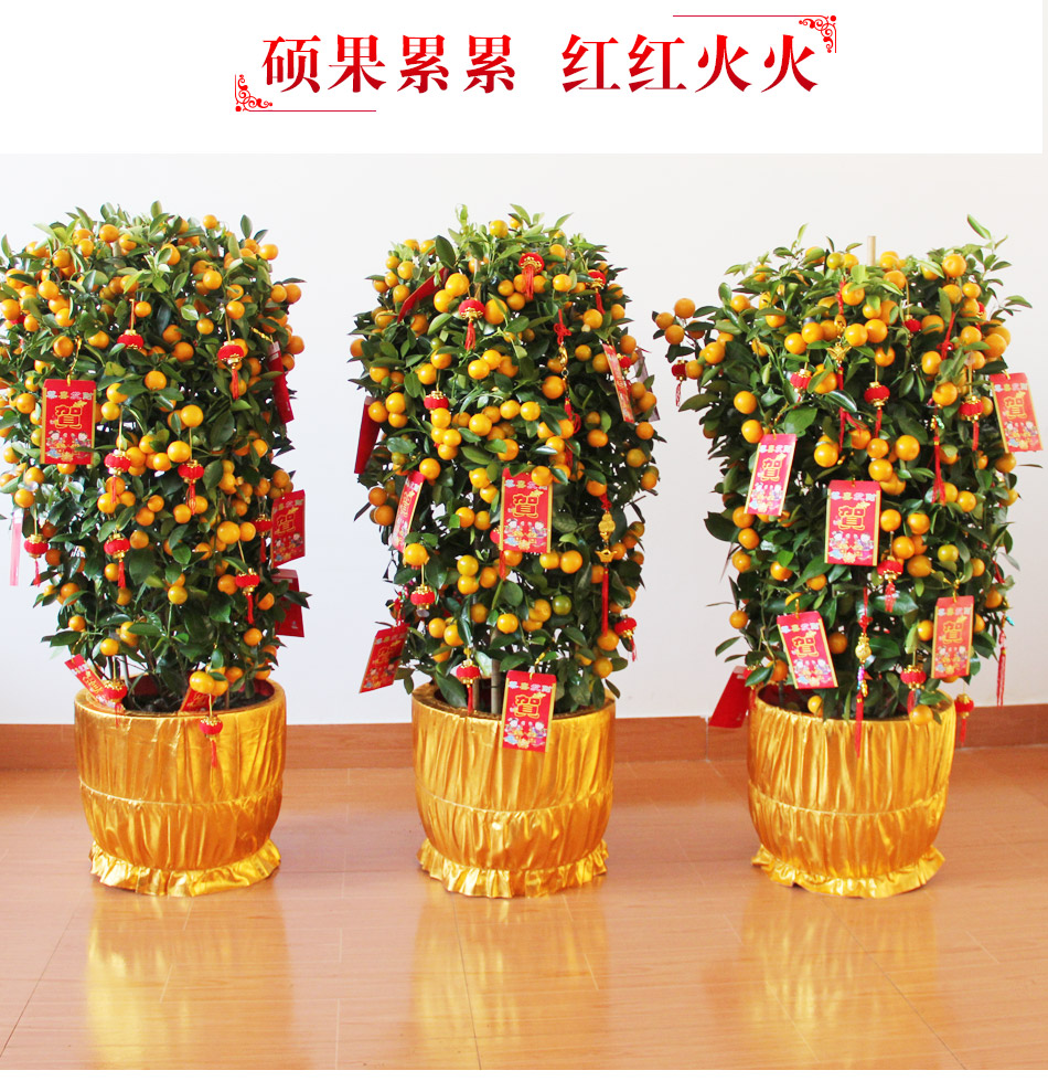 武汉高端年宵花价格跳水，小型花卉盆栽更受宠，云陆园艺送货上门