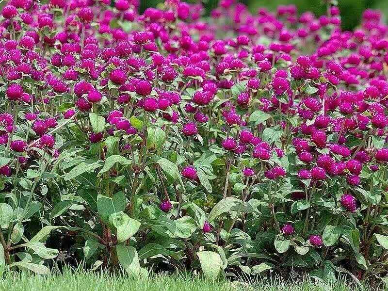 黑龙江千日紫花卉价格报价_黑龙江花卉种植基地