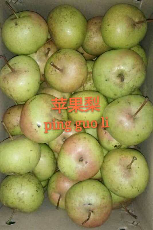 东北供应基地直销苹果梨 酸甜可口 苹果梨价格一斤