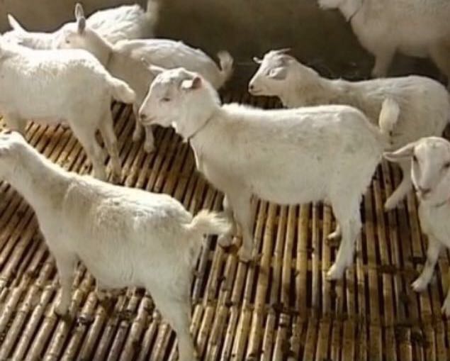汪清山羊价格一头 山羊专业养殖场 延边去哪买山羊好