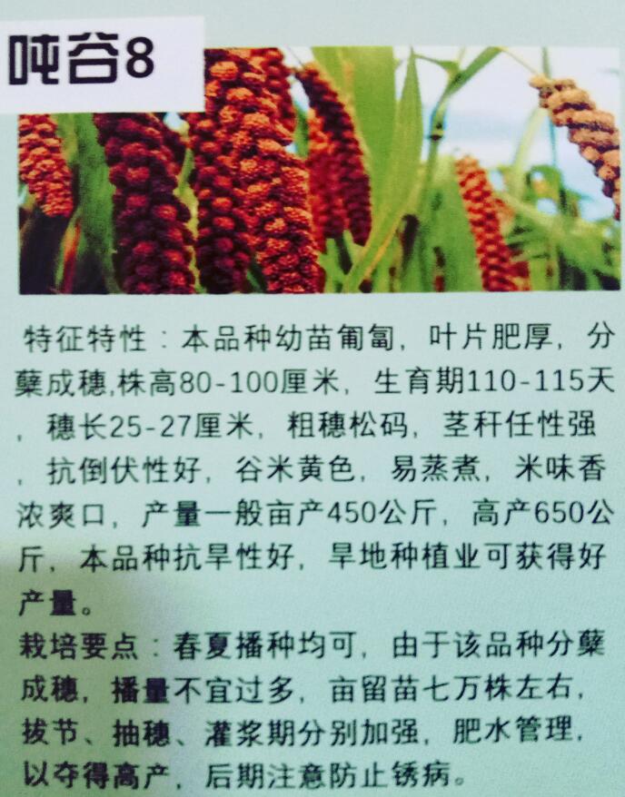 吨谷8谷子种子批发 优质品种 尚志农资供应农作物种子