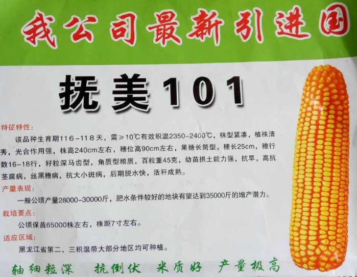 尚志抚美101品种玉米种子 农资高产抗倒伏玉米种子现货供应