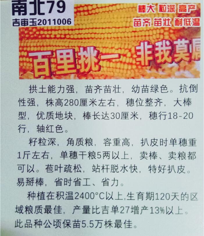 尚志厂家热销南北79玉米种子出售 农业高产耐低温玉米种子