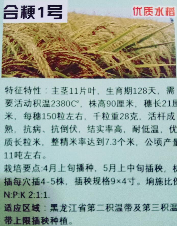 合粳1号水稻种子耐低温 尚志专业农资优质水稻品种种子