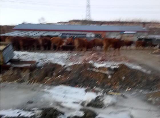 黑龙江东宁县肉牛价格一头 东宁农村养殖场散养肉牛销售