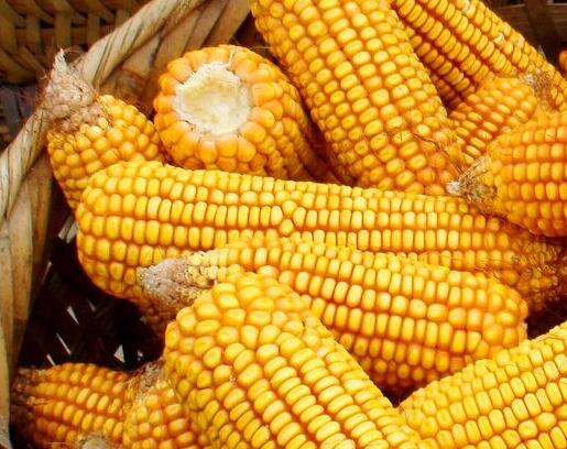 密山合作社农家玉米 新货玉米厂家直销 东北特产黄玉米