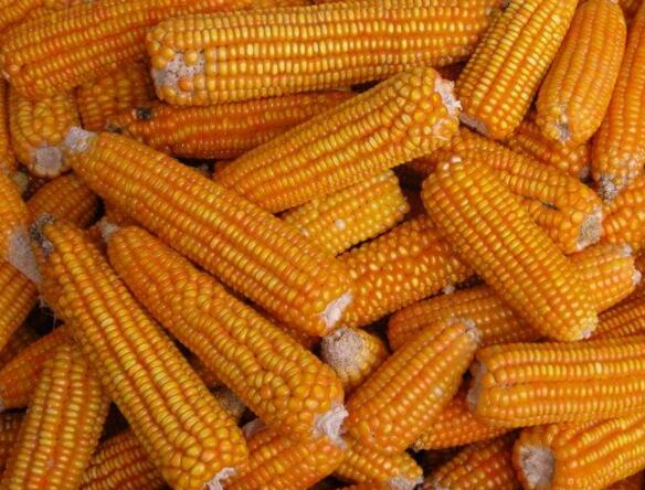 密山私家农场种植玉米出售 密山玉米价格 纯生态农业种植玉米