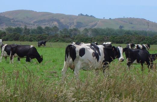 齐齐哈尔克东奶牛养殖机构 克东奶牛饲养基地 鲜奶供应公司