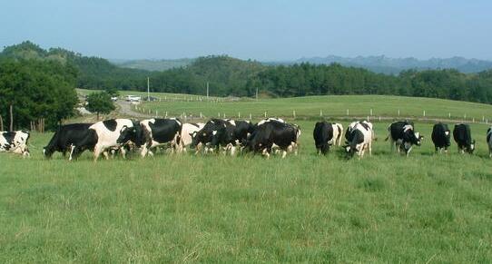 克东县奶牛养殖价格 奶牛养殖供应产品咨询电话