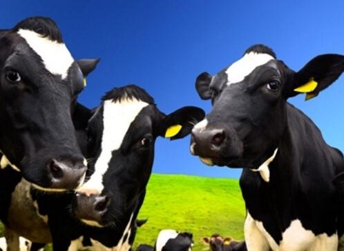 克东县奶牛养殖场牛奶批发价格 克东县奶牛养殖基地地址