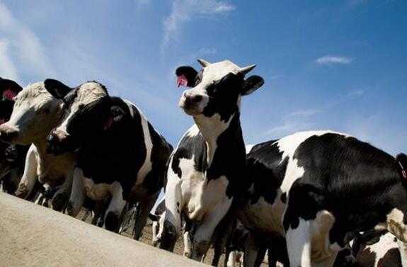 克东县专业奶牛养殖技术 克东较好的奶牛养殖合作社