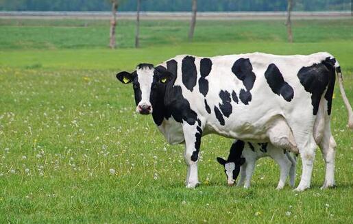 克东专业奶牛养殖场 大量奶牛养殖 纯种奶牛养殖场