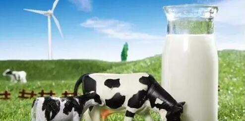 克东县奶牛养殖场大量供应原奶纯奶 无添加农家奶牛现货供应优质牛奶