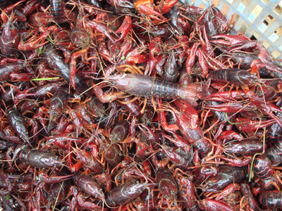 四川淡水小龙虾,达州淡水小龙虾养殖技术,民辉特种水产养殖