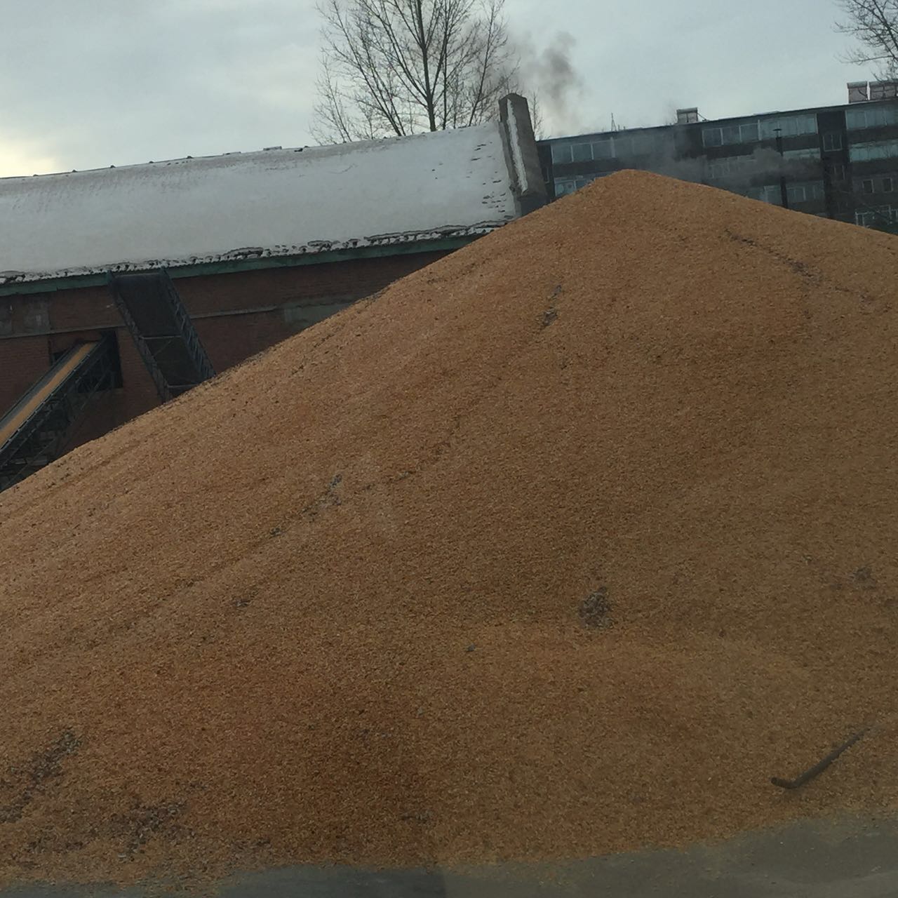 吉林厂家优质玉米 颗粒饱满 敦化种植中心供应玉米