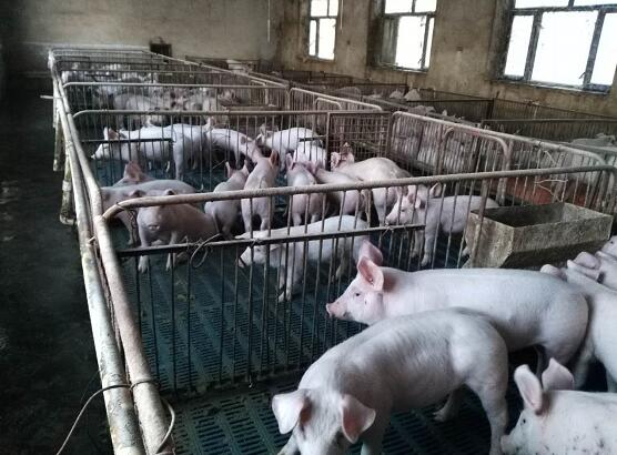 哈尔滨大型养猪场 养猪场常年供应肉猪 农家养殖肉猪