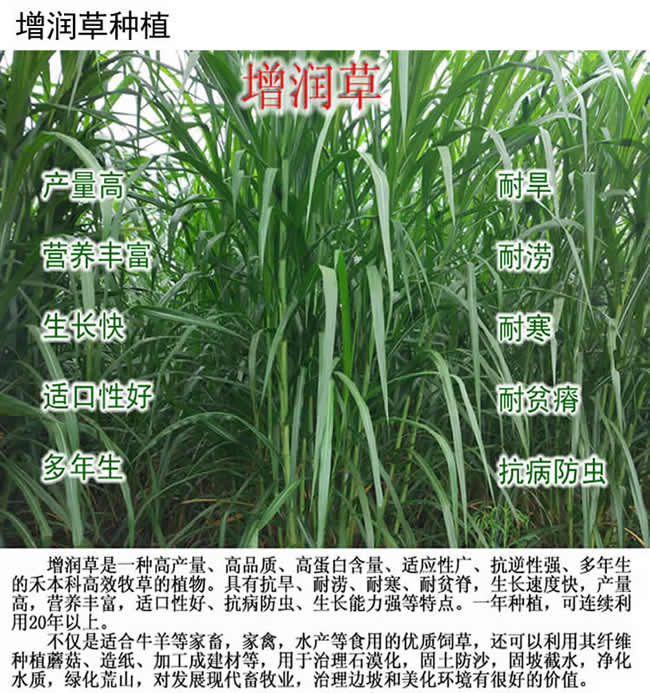 2017年甜象草种节批发_赠送种植技术与生根粉