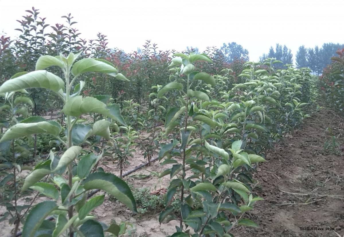 苹果树苗的品种有多少的苗子便宜还高产