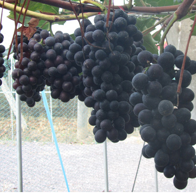 拜泉县绿泉春提子采摘，黑龙江提子种植，夏黑葡萄口感好