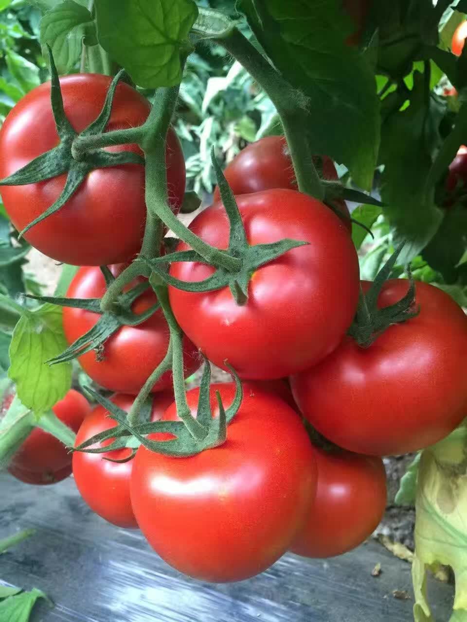 齐达利-高产大红西红柿种子