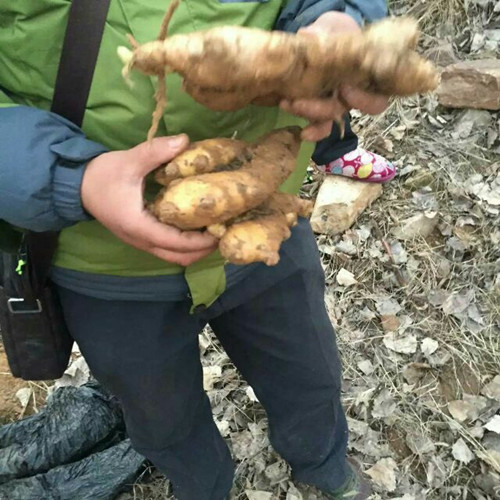 山南山东出售姜种_山东老姜价格-明远姜种子产地