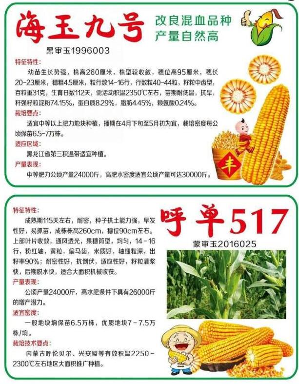热销农作物玉米种子海玉九号 高产改良混血品种玉米种子