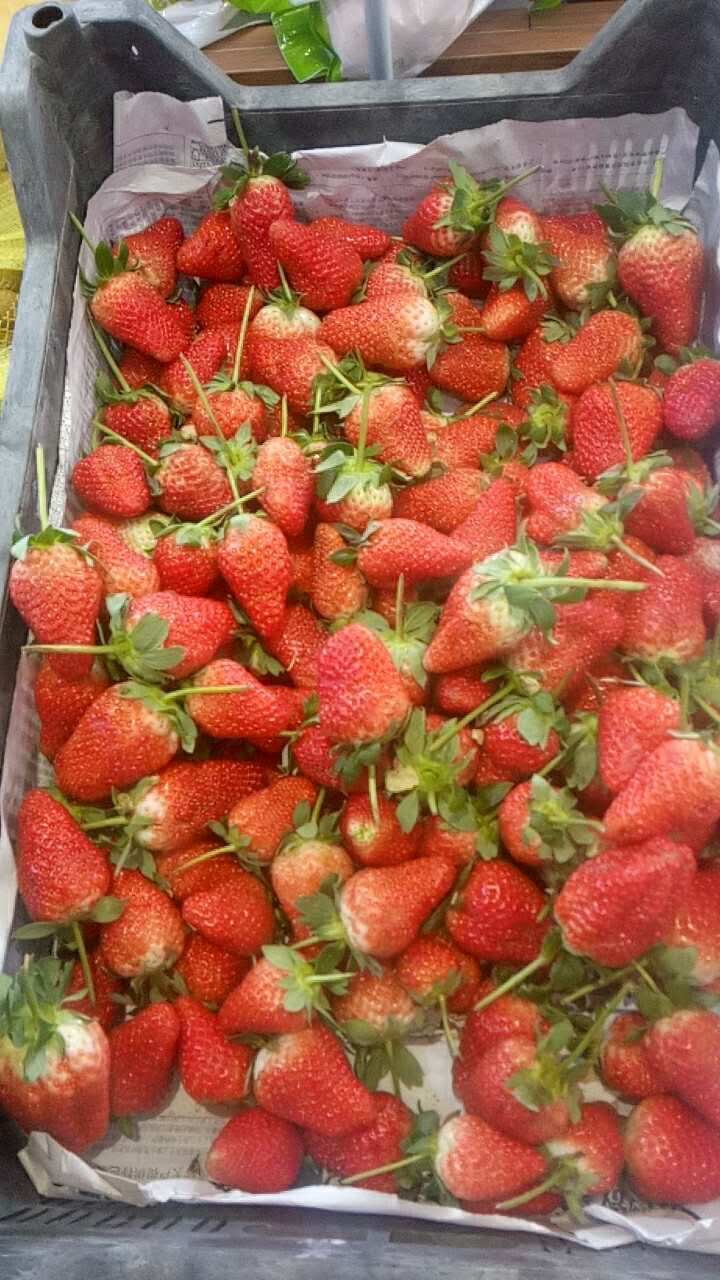 草莓的营养价值与保健功效-大庆肇州县草莓批发与零售