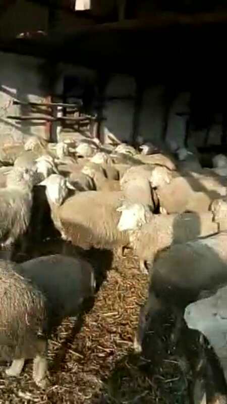 七台河养殖场山羊肉羊价格 肉羊价格 低价出售山羊屠宰羊
