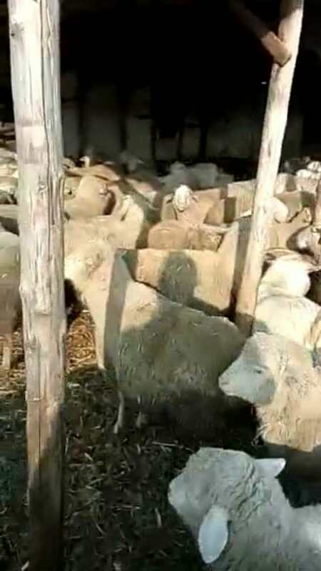 勃利正规山羊养殖场 合作社大量供应山羊 价格实惠