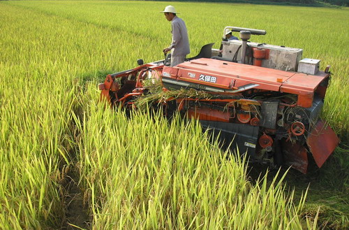 绥滨专业水稻种植基地供应价格 东北特产供应纯**水稻