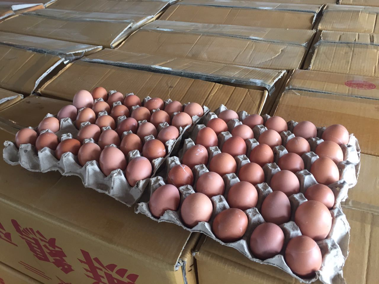 蛋鸡的管理方法_黑龙江安达市精品鲜鸡蛋供应商