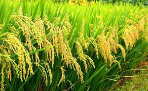 宁安水稻种植销售专业合作社 黑龙江水稻价格行情 **稻米