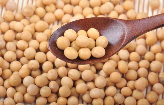 牡丹江大豆批发 优质东北食用黄豆 东北特产大粒大豆