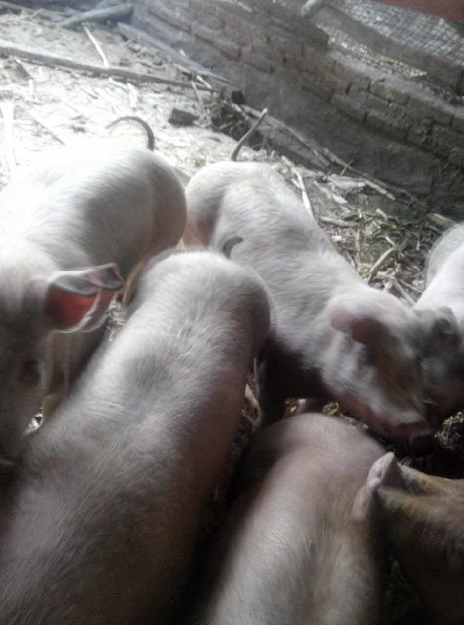 七台河肉猪批发价格 养殖场肉猪 农家散养**肉猪供货
