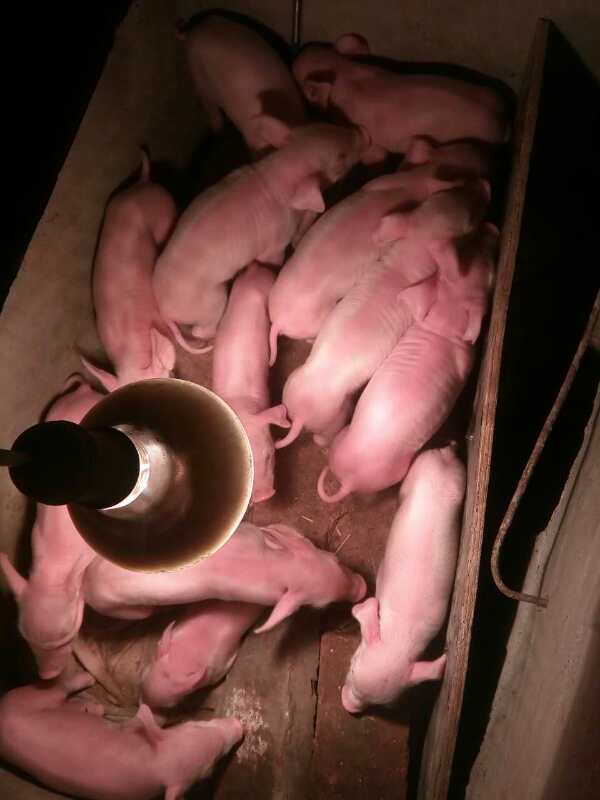 七台河养猪场价格 七台河肉猪猪仔能买到 养殖场地址