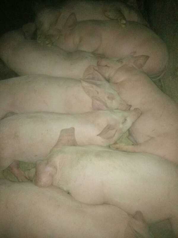 黑龙江猪养殖 生猪养殖 专业养殖中心大量供应生猪肉猪