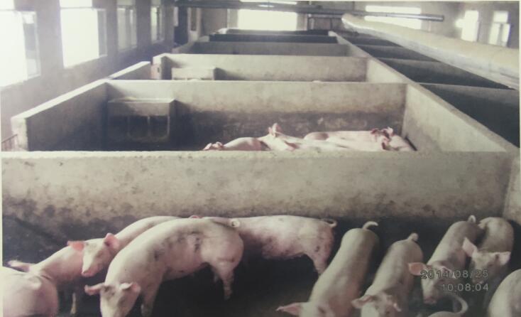 七台河生猪养殖基地生猪价格 优质绿色 专业养殖生猪