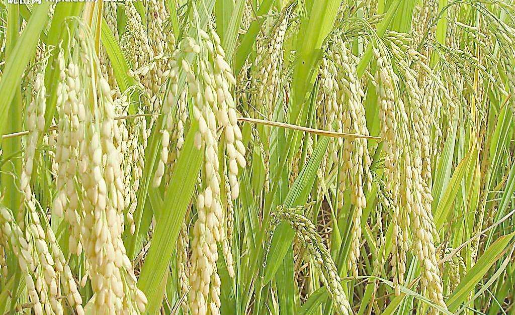 水稻的品种种类_黑龙江齐齐哈尔东北水稻批发供应