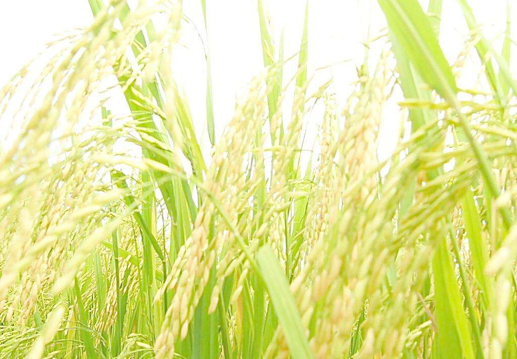 水稻有哪些品种水稻种类大全_齐齐哈尔水稻供应批发合作社