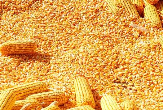 玉米的形态特征_黑龙江东北玉米批发供应